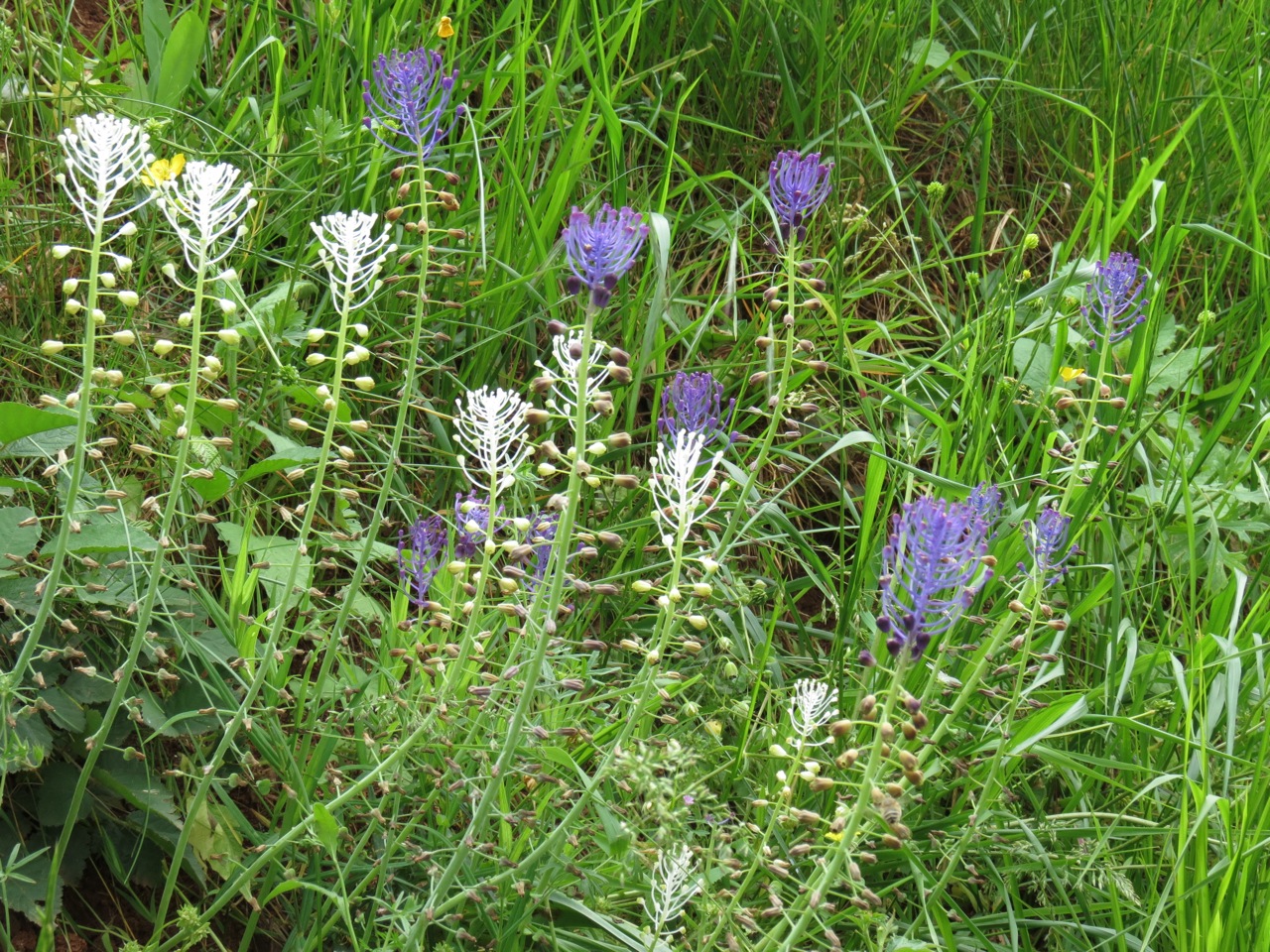 Muscari à toupet 1439